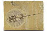 Rare, Fossil Stingray (Heliobatis) and Fish - Wyoming #314556-1